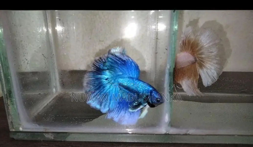 Fighter Fish
