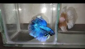 Fighter Fish