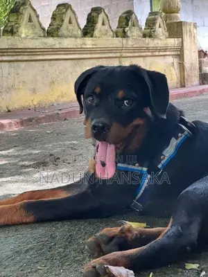 Rottweiler Dog