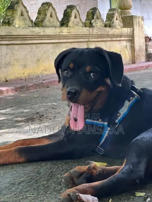 Rottweiler Dog