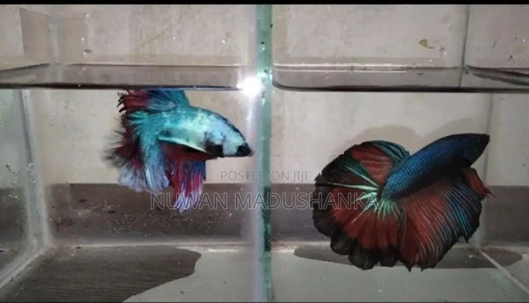 Fighter Fish