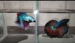 Fighter Fish