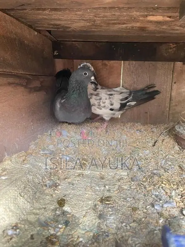 Pigeon