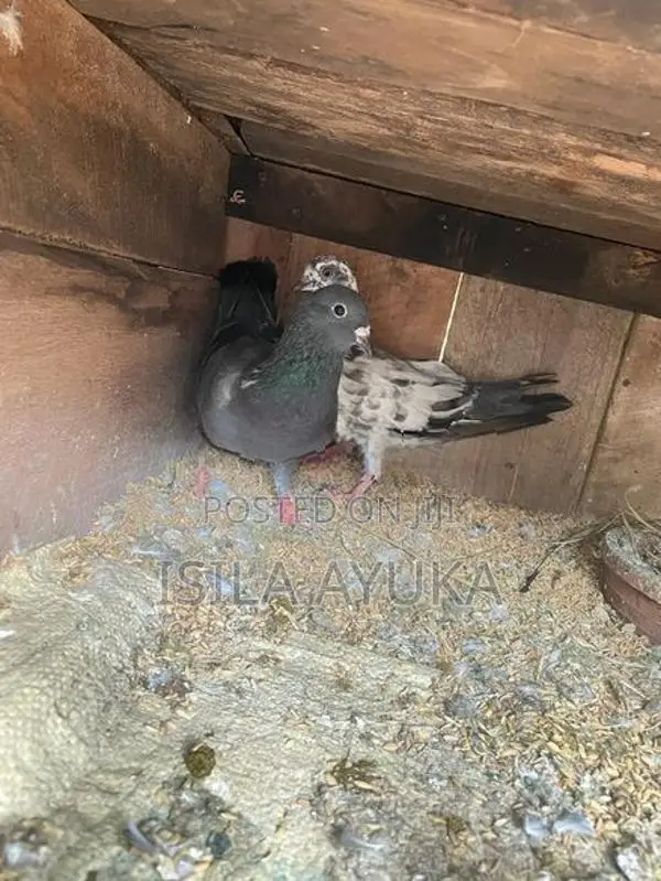 Pigeon
