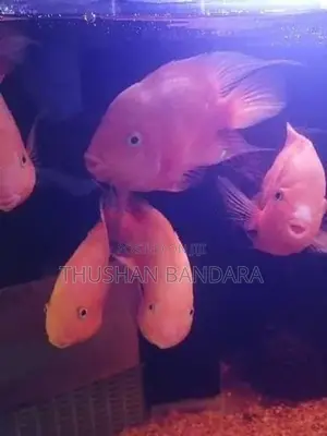 Used Fish Tanks