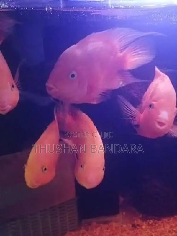 Used Fish Tanks