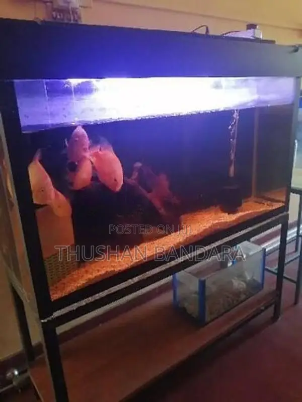 Used Fish Tanks