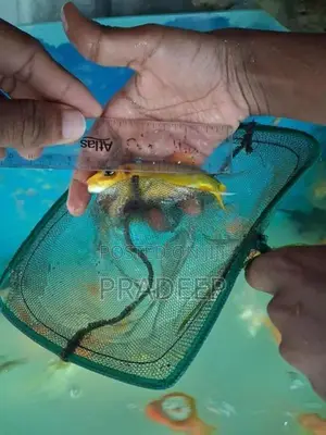 Carp Fish
