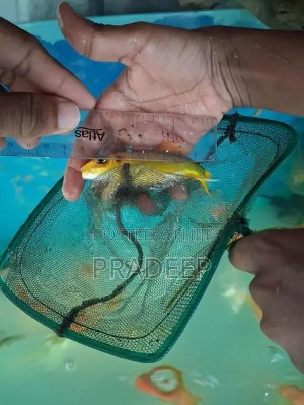 Carp Fish