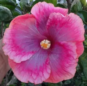 Hibiscus Flower
