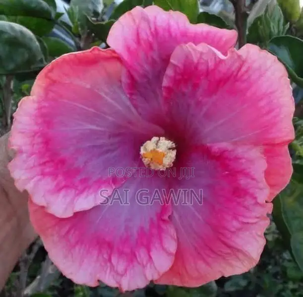 Hibiscus Flower