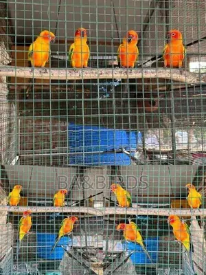 Yellow Ring Neck Sun Conner