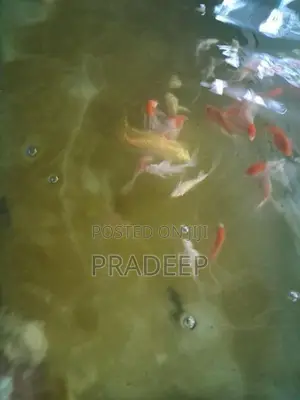 Carp Fish