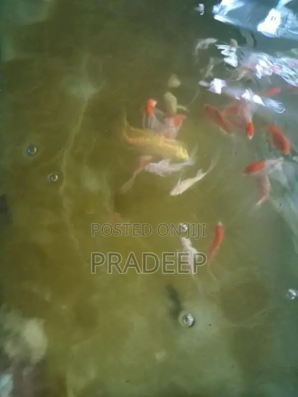 Carp Fish