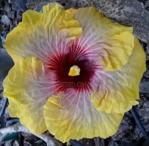 Hibiscus Flower