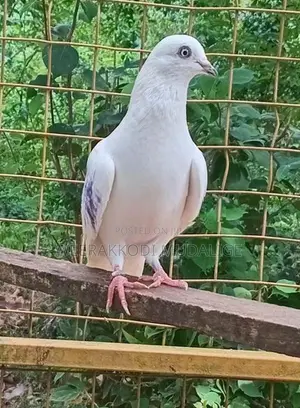 Sudu aare