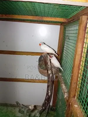 Yellow Ring Neck Sun Conner