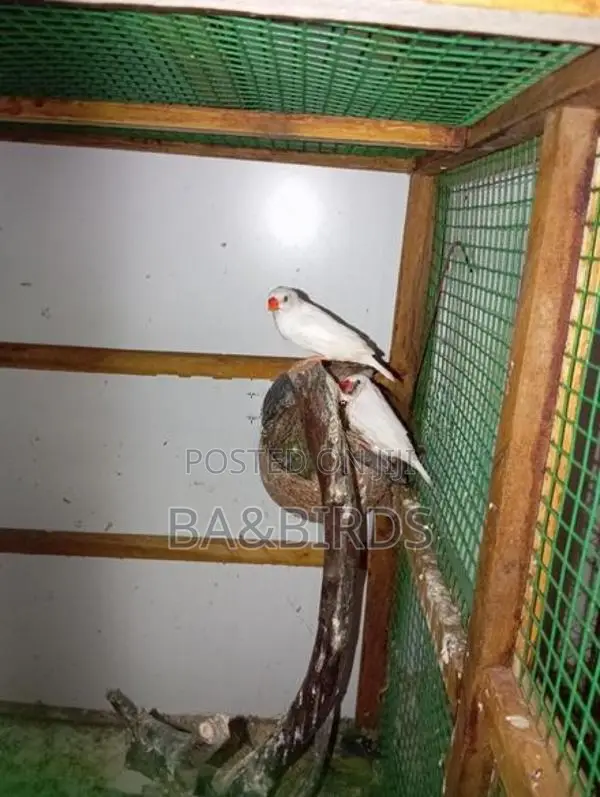 Yellow Ring Neck Sun Conner