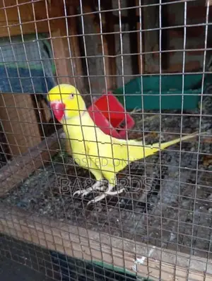 Yellow Ring Neck Sun Conner