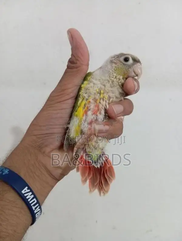 Yellow Ring Neck Sun Conner