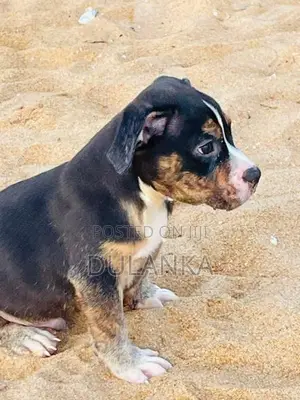 Americam Bully Puppies XXL