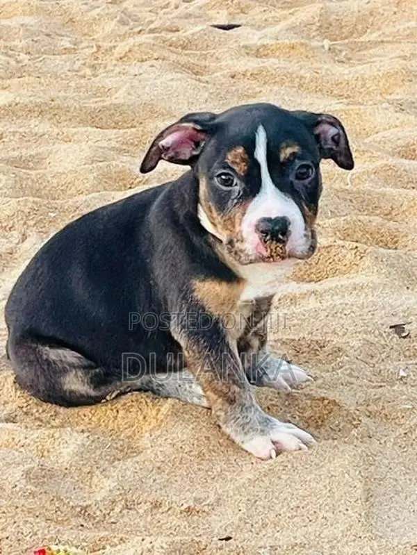 Americam Bully Puppies XXL
