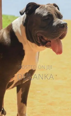 Americam Bully Puppies XXL
