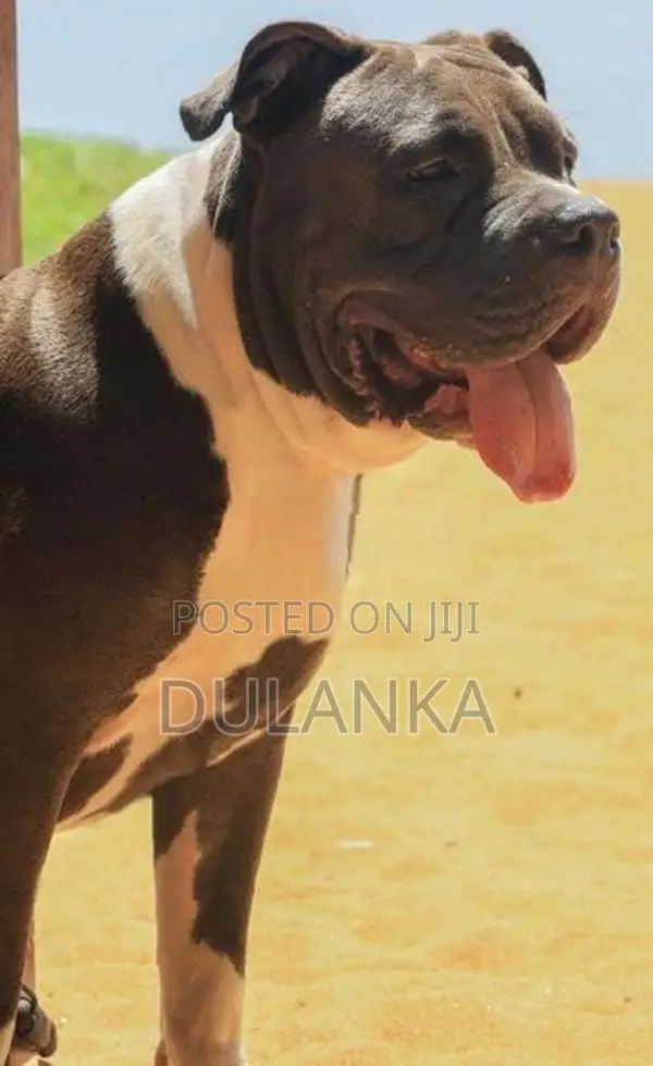 Americam Bully Puppies XXL