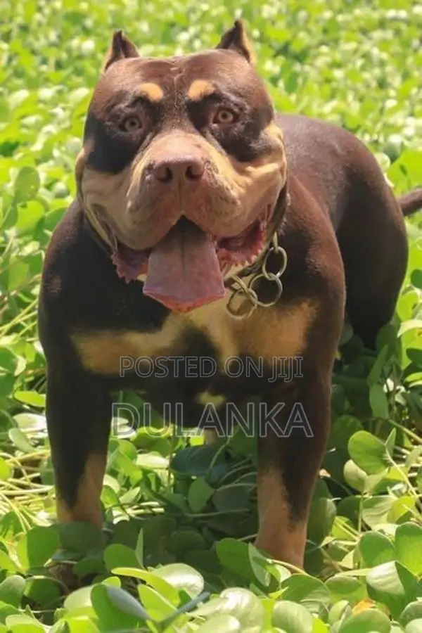 Americam Bully Puppies XXL