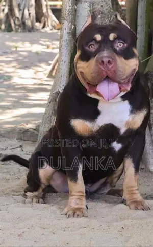 Americam Bully Puppies XXL