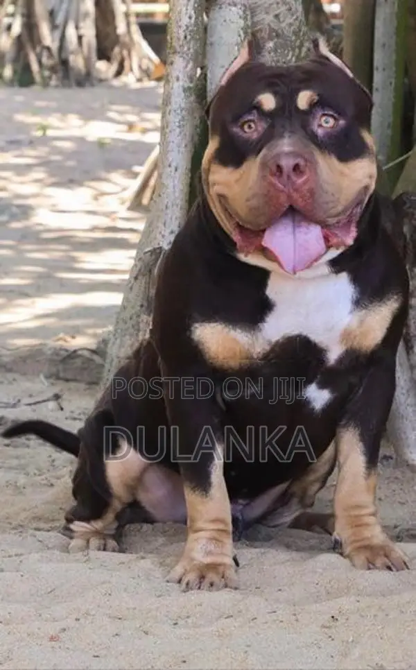 Americam Bully Puppies XXL
