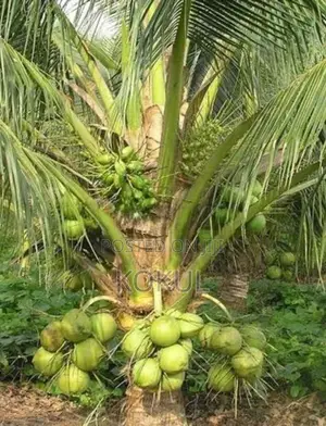 Coconut Plant