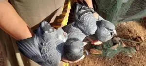 Pigeons
