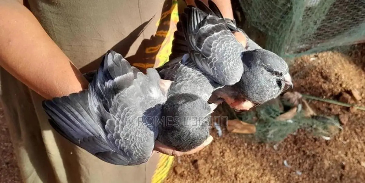 Pigeons