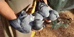 Pigeons