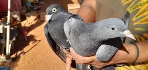 Pigeons