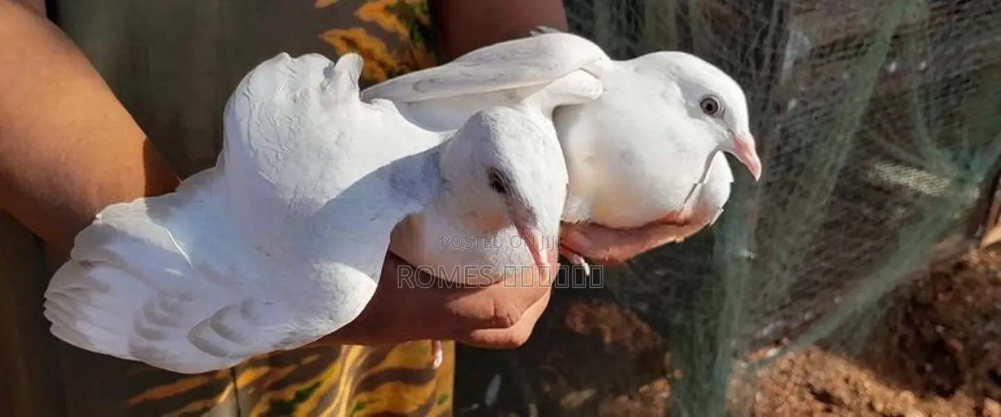 Pigeons