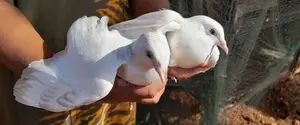 Pigeons