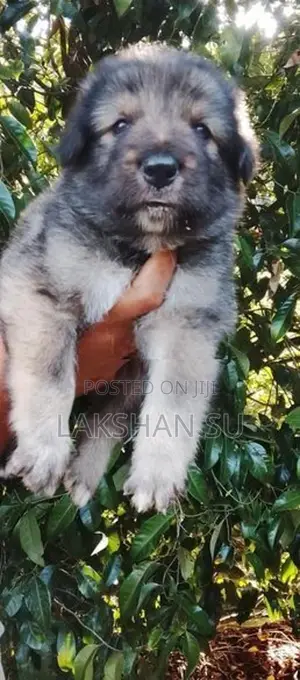 German Shepherd Long Coat Puppy