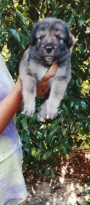 German Shepherd Long Coat Puppy