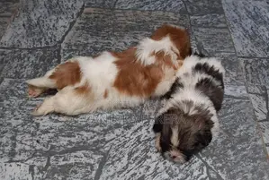 Shih tzu