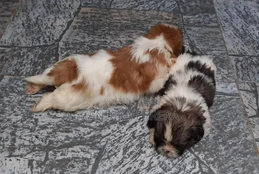 Shih tzu