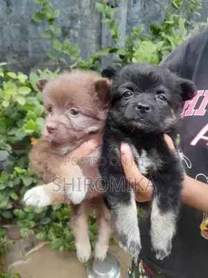 Pomeranian