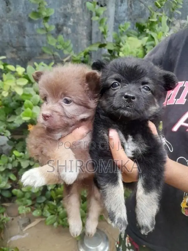 Pomeranian