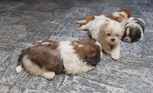 Shih tzu