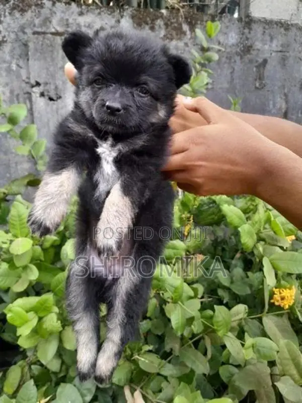 Pomeranian