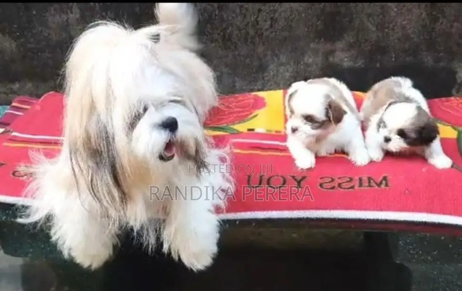 Shih tzu
