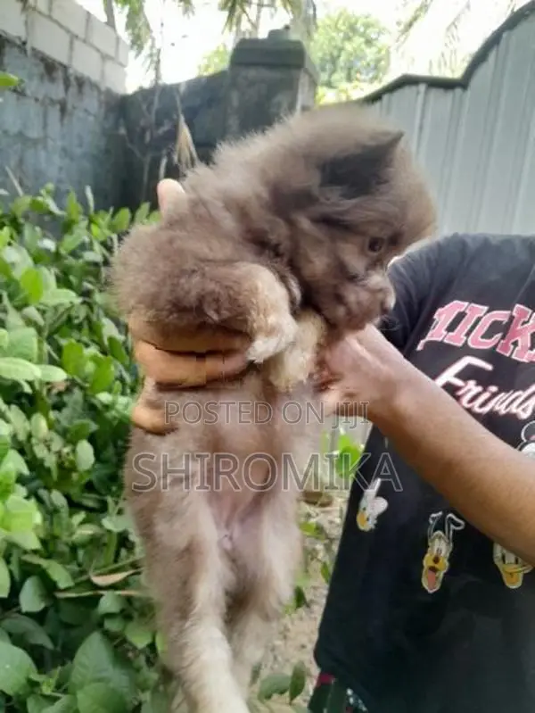 Pomeranian