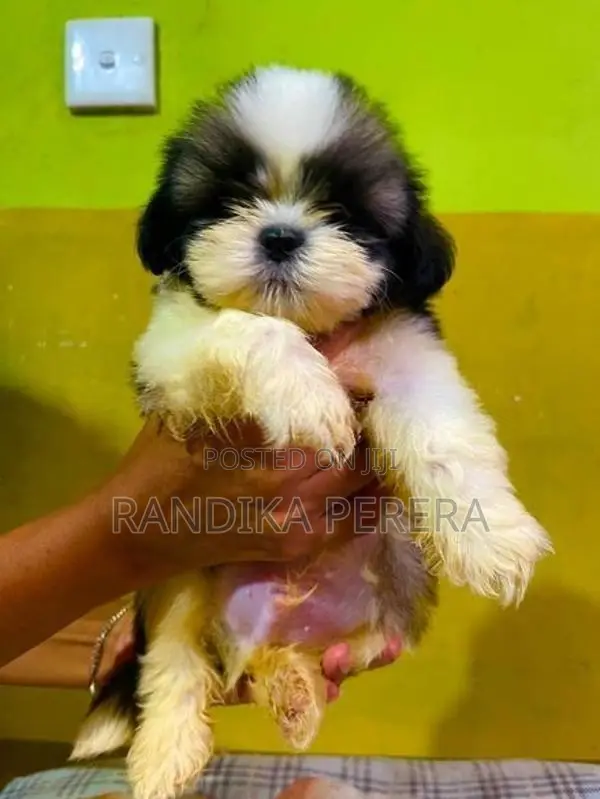 Shih tzu