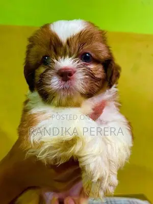 Shih tzu